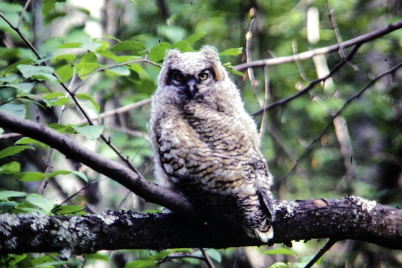 Baby Great Horned Owl