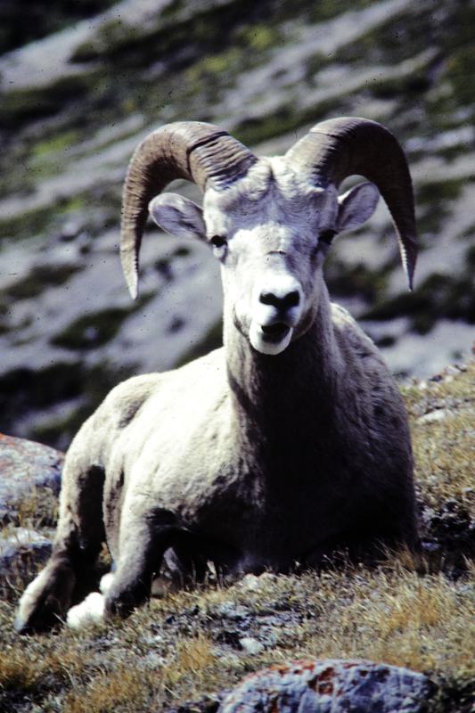 Bighorn sheep at Wilcox Pass