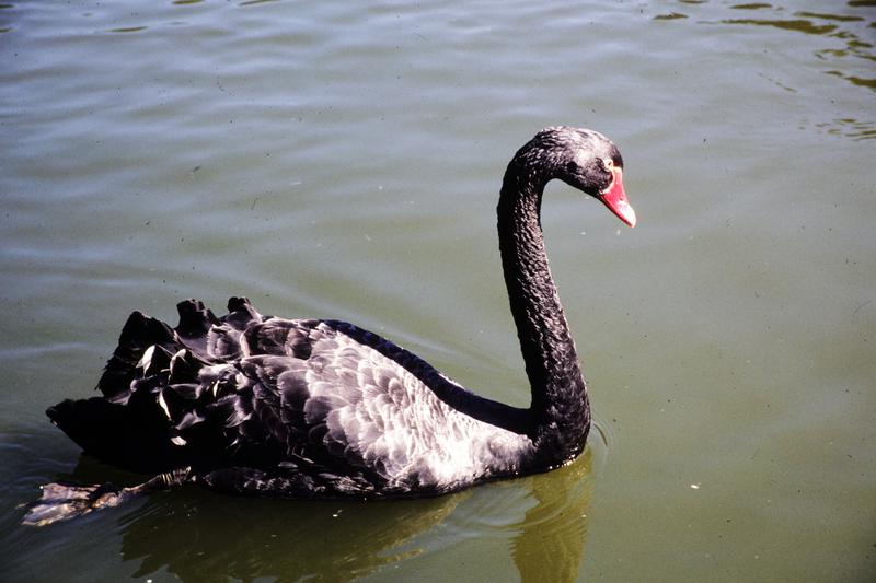 Black Swan