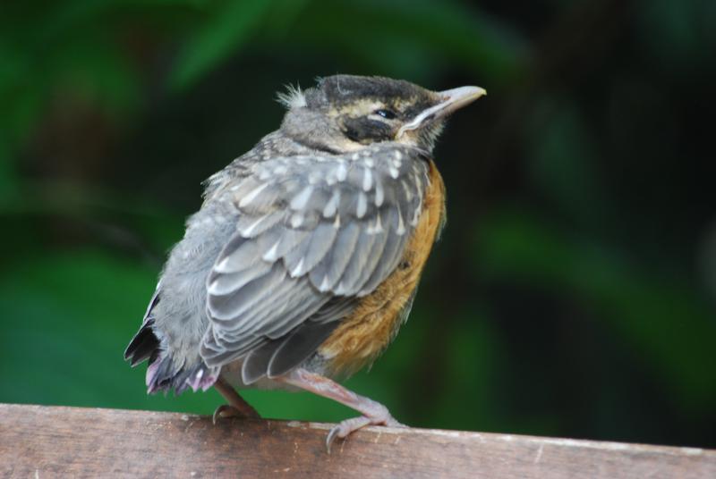 Baby American Robin