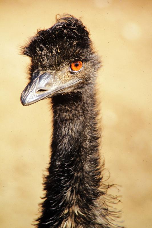 Emu