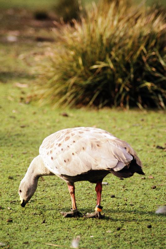 Cape Barren Goose