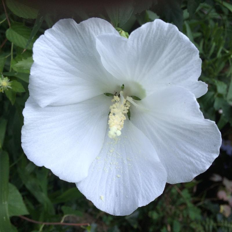 Rose of Sharon. Hibiscus syriacus, white sport from Mom's yard