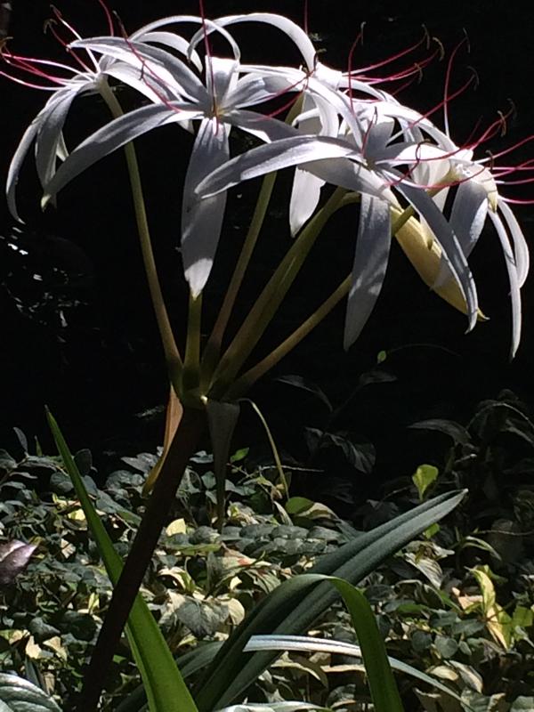 Crinum americanum