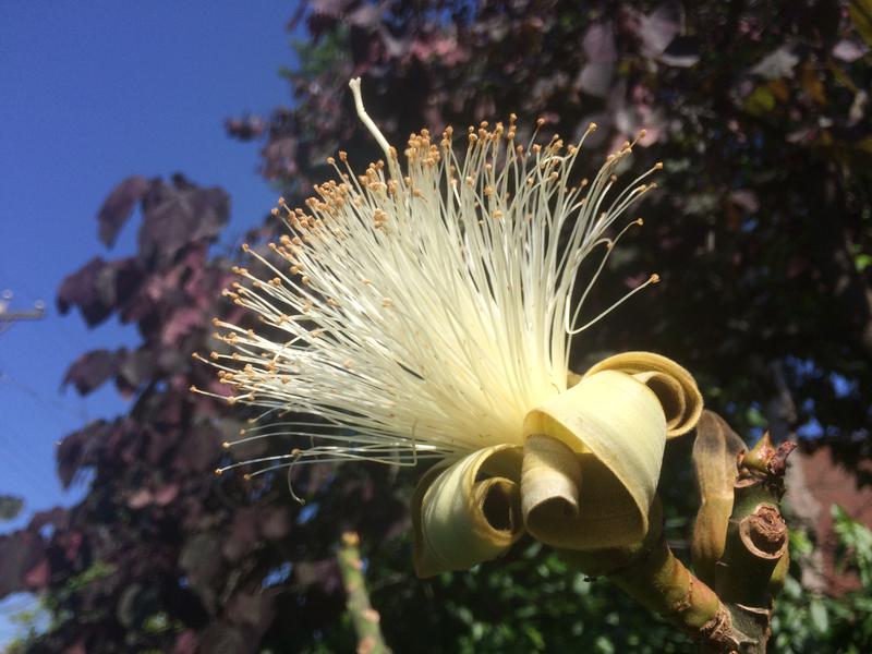 Shaving brush tree. Pseudobombax ellipticum