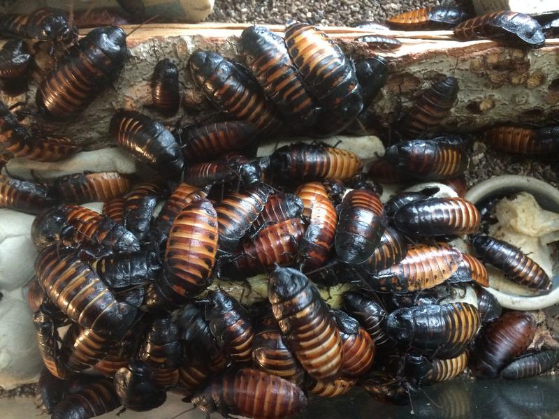 Madagascar hissing cockroach (Gromphadorhina portentosa) were cool classroom pets but ended up being yummy chicken food.