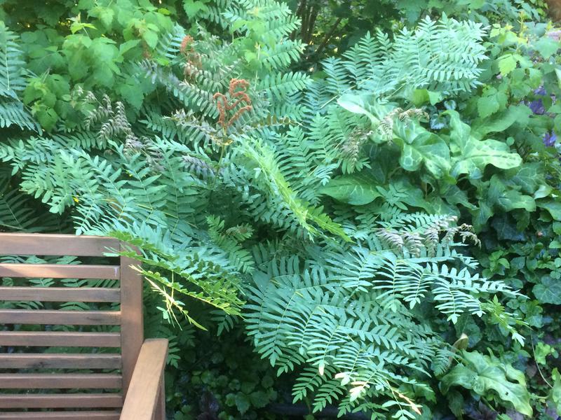 Cinnamon fern. Osmundastrum cinnamomeum