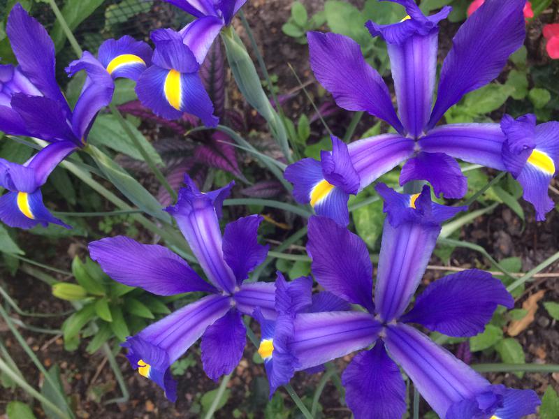 Dutch iris