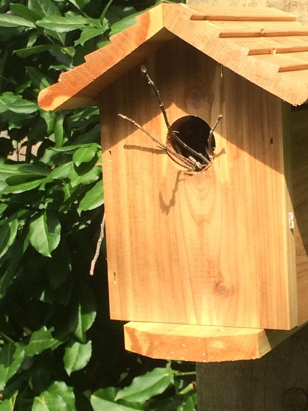 Wrens (Troglodytes aedon) make good use of two houses.