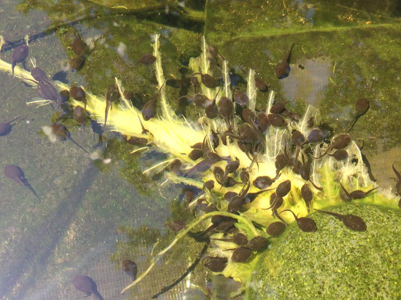 Toad tadpoles. Anaxyrus americanus. Love blanched lettuce