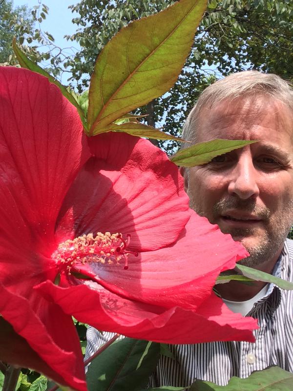 Hibiscus 'Midnight Marvel' and me