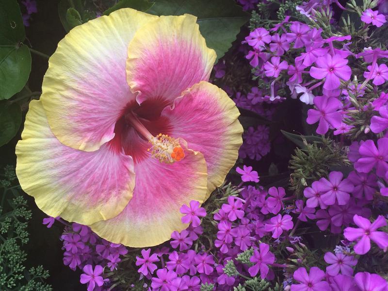 Hibiscus 'Surf City' and Phlox paniculata