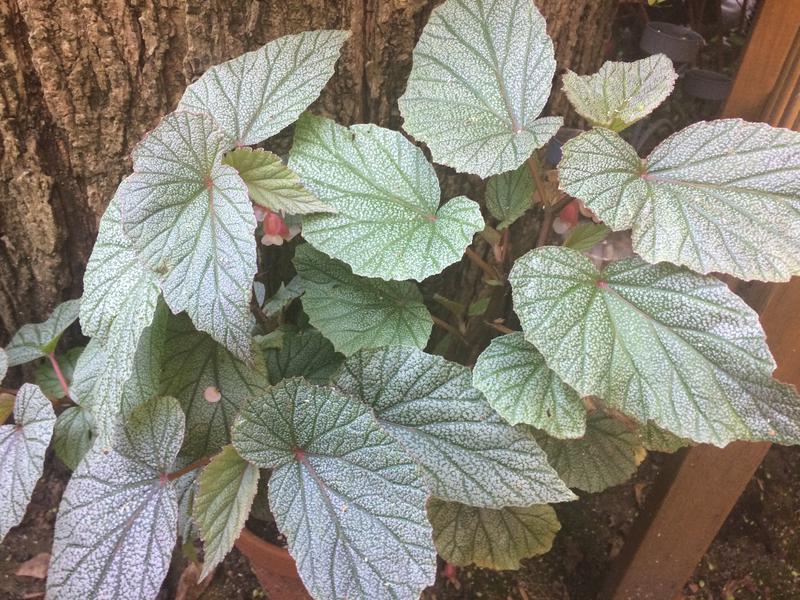 Begonia 'Angelwing Sinbad''