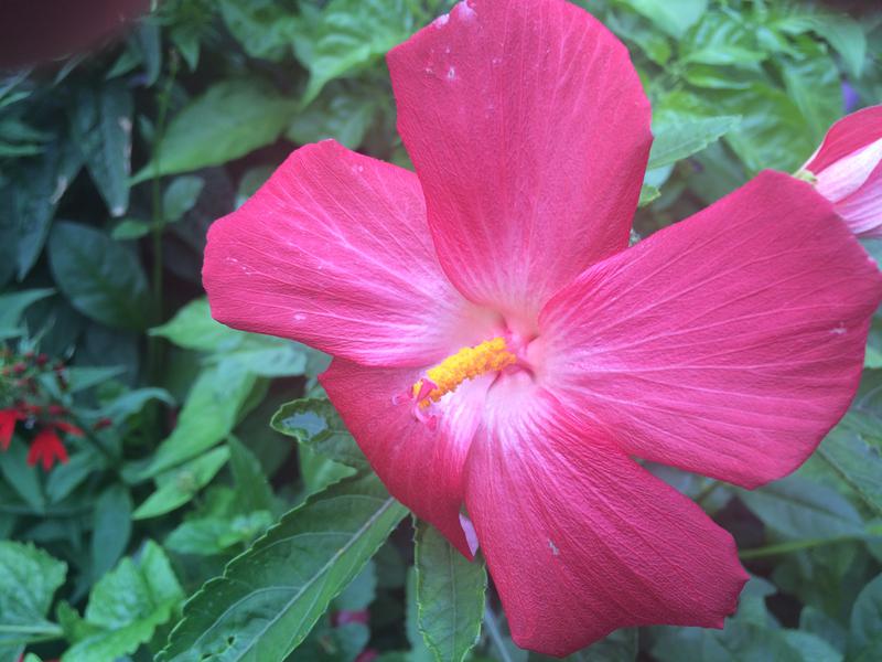 Ornamental Okra