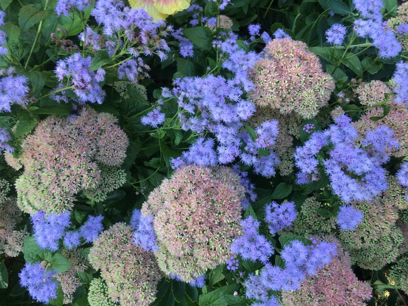 Sedum spectabile and Wild ageratum. Conoclinium coelestinum (syn. Eupatorium coelestinum)