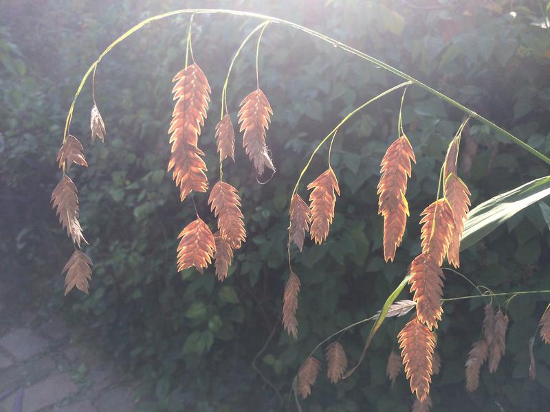 Inland seaoats. Chasmanthium latifolium