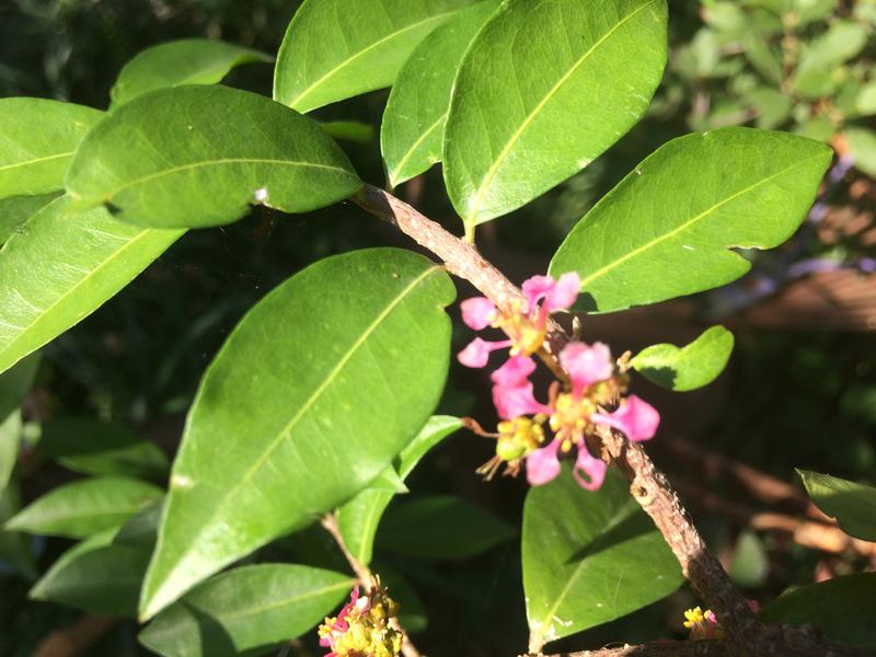 Barabados cherry. Malpighia glabra