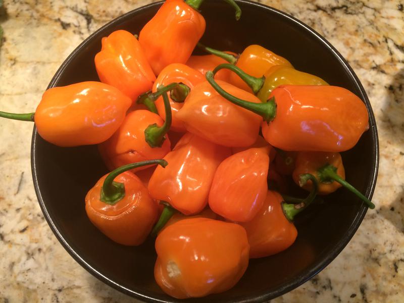 Habanero pepper