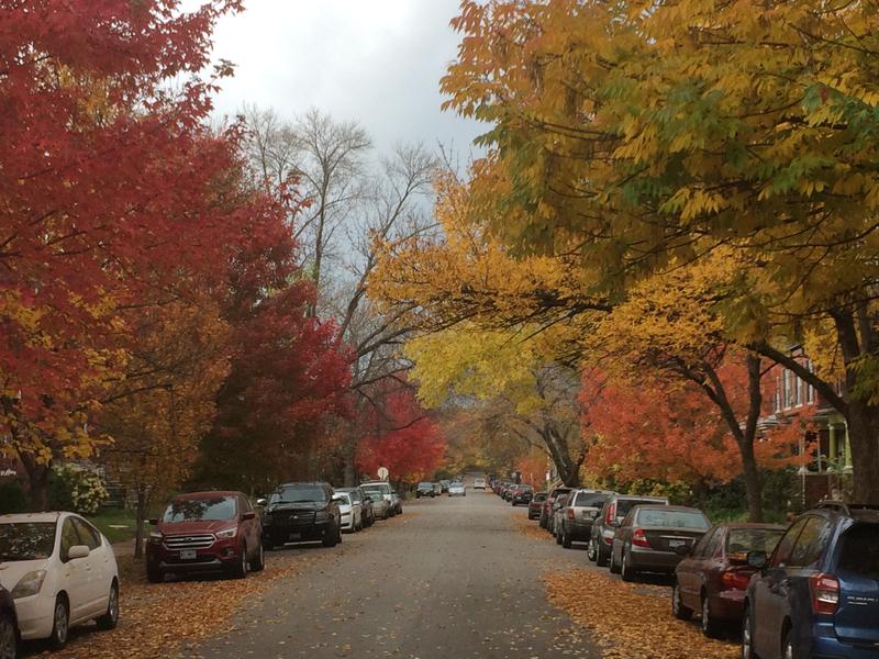 Trees lining my street in fall
