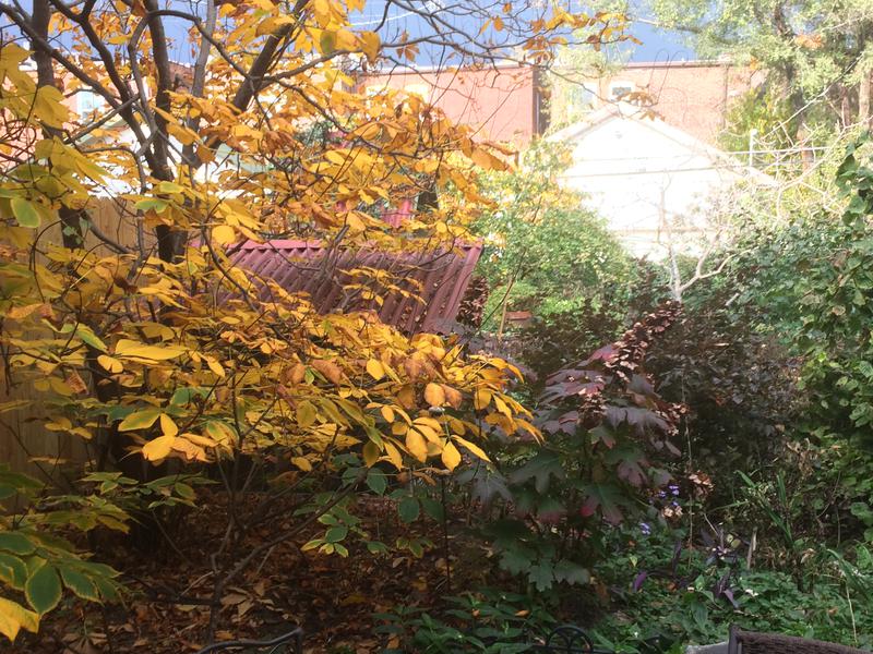 Bottlebrush buckeye (Awsculus parviflora) and Oakleaf hydrangea (Hydrangea quercifolia) in fall