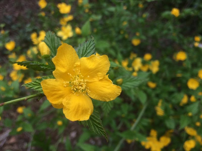 Kerria japonica