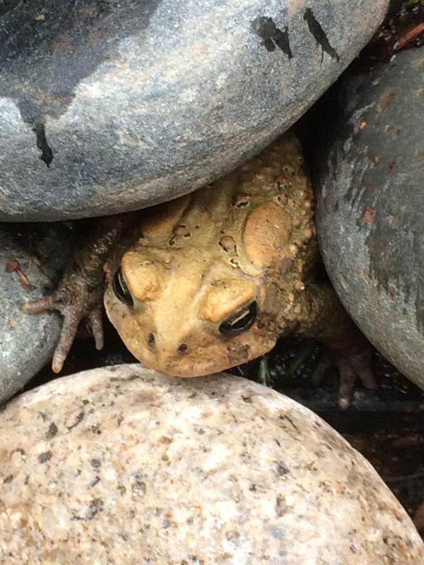 Toad. Anaxyrus americanus