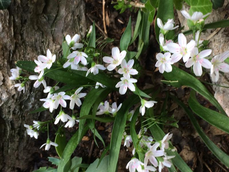 Spring beauty. Claytonia virninica
