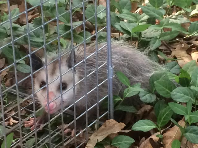 Opposum being released far away. Didelphis virginiana