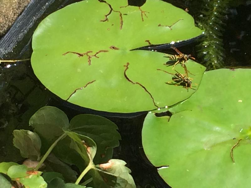 Yellow jackets love the pond