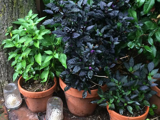 Ornamental peppers.  Capsicum