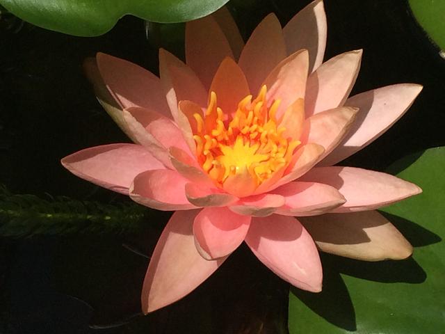 Water lily. Nymphaea