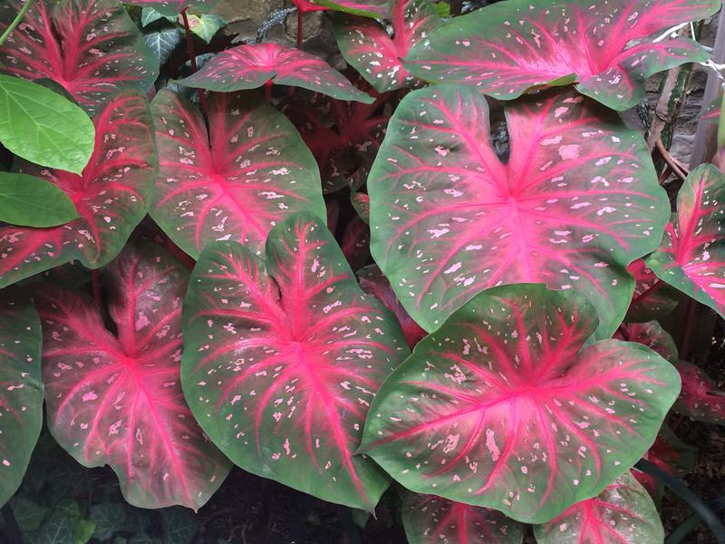 Caladium 'Red Flash'