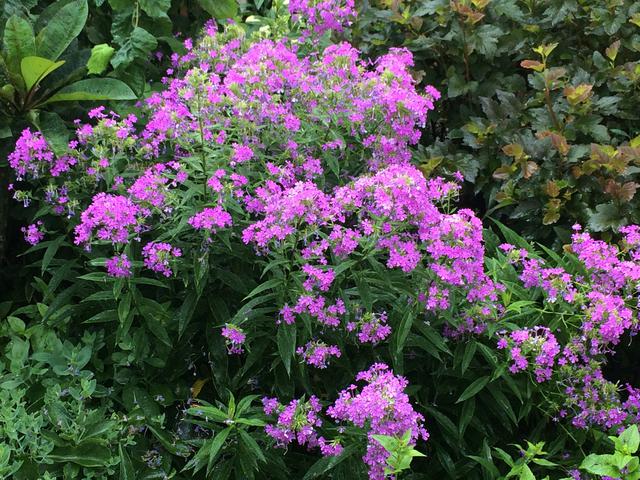 Phlox paniculata