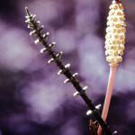 Equisetum (Hoursetails)