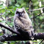 Young Great Horned Owl