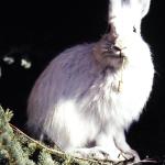 My famous photo of a Snowshoe Hare at the Institute of Arctic Biology. Was on the cover of Science.