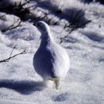 Ptarmigan in Denali Park