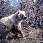 Brown Bear in Denali Park