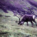 Caribou Denali Park