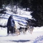 Dog Sled in Denali Park