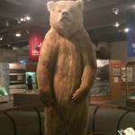 A stuffed grizzly bear in the Museum of the North.
