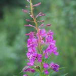 Fireweed. Epilobium. In Denali Park. A harbinger of the end of summer. When the topmost flower blooms, summer is over.
