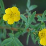 Potetilla in Denali Park.
