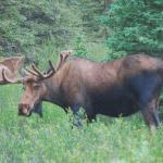 Watch me pull a rabbit out of my hat. Moose in Denali Park.
