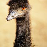 Emu