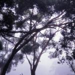 Emu and Eucalyptus in fog 