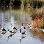 Magpie Geese