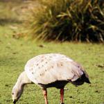 Cape Barren Goose