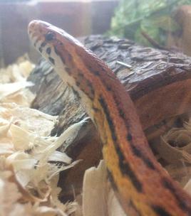 Peeve, my corn snake. RIP