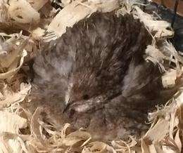 Chinese button quail (Coturnix chinensis) on eggs in a cage